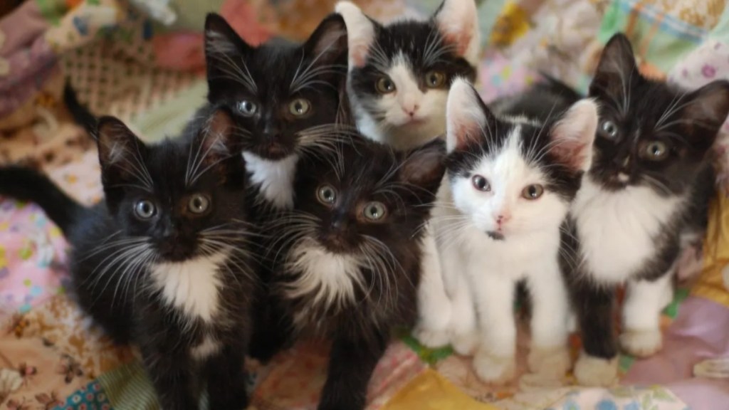 Many kittens looking at the camera, like the 28 cats removed from an 'uninhabitable home.'