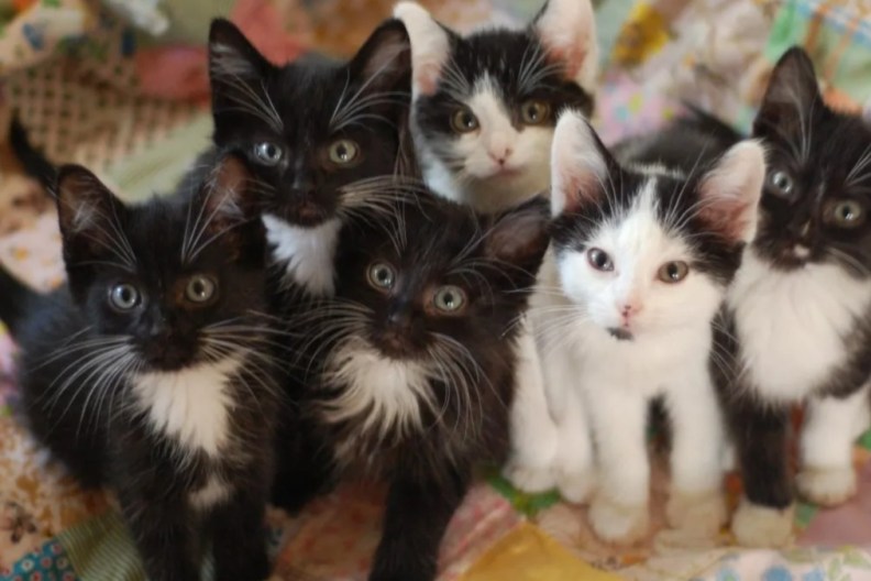 Many kittens looking at the camera, like the 28 cats removed from an 'uninhabitable home.'