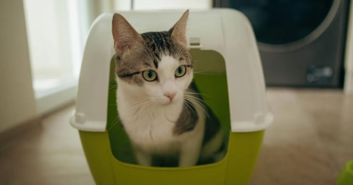 Woman Keeps Cat's Litter Box in Her Bed
