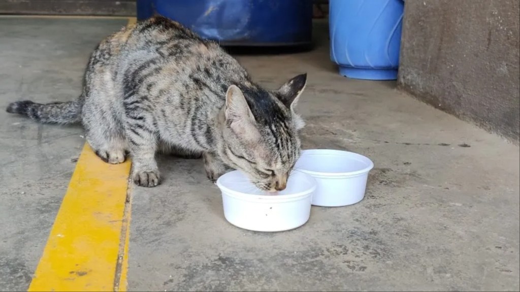 A cat drinking from a white bowl, Humane Society officials in Ohio are investigating to find the person responsible for poisoning cats at the Sandy Beach Trailer Park