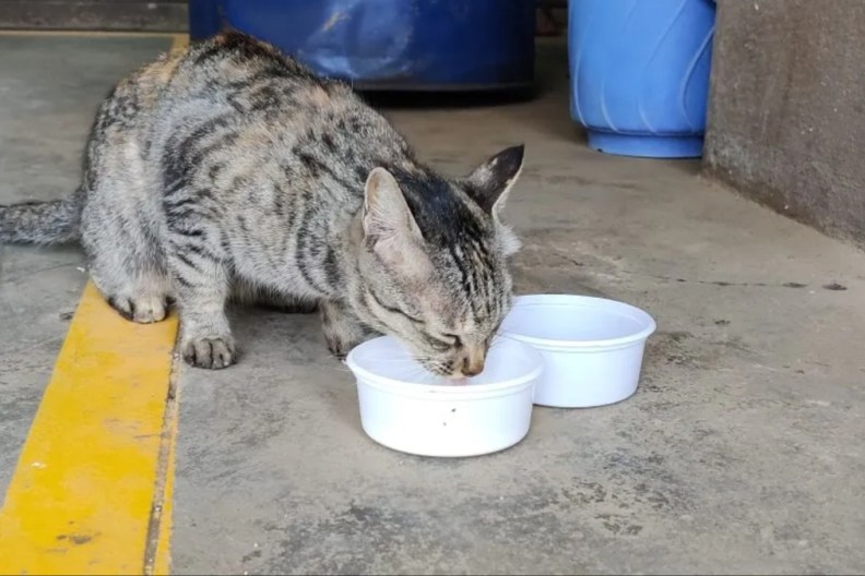 A cat drinking from a white bowl, Humane Society officials in Ohio are investigating to find the person responsible for poisoning cats at the Sandy Beach Trailer Park