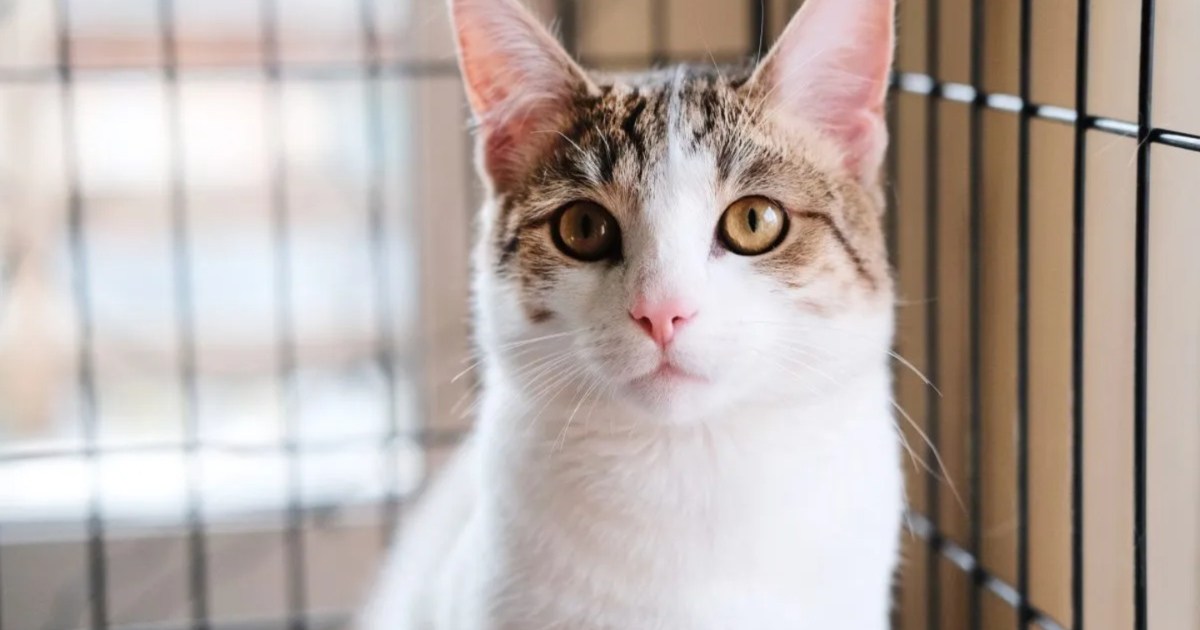 Less Cats Euthanized Than Dogs in 2023