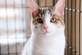 A smooth-haired white cat sitting in a cage in an animal shelter.