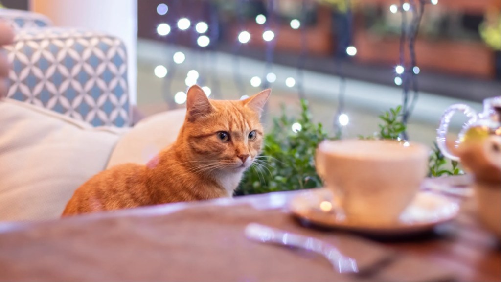 Cute cat indoors at a cat cafe.