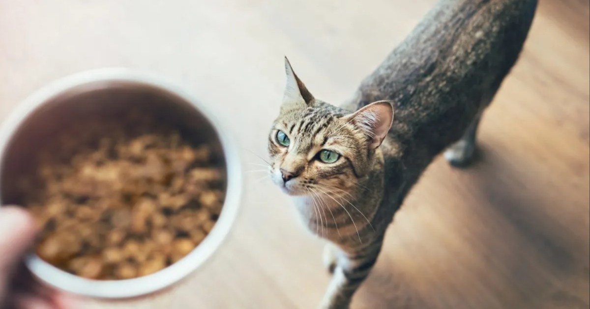 Fussie Has the Cat Food Brand Issued a Recall in 2024?