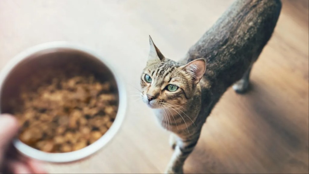 A person feeding a cat, Fussie Cat food has not faced a recall in 2024.