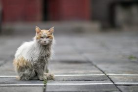 A dirty cat standing on the street, like the toxic cat who felll inside a factory tank containing a dangerous chemical