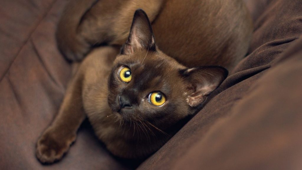 Burmese cat laying on a brown sofa, the Burmese cat lifespan is 10-16 years