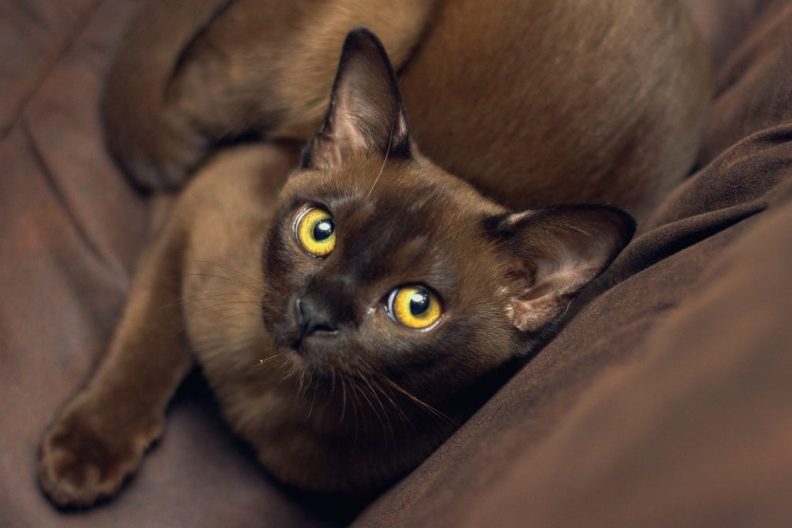 Burmese cat laying on a brown sofa, the Burmese cat lifespan is 10-16 years