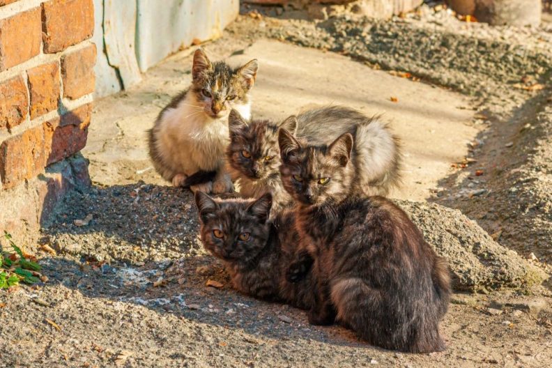 Stray cats like the feral cat colony on a Scottish island.