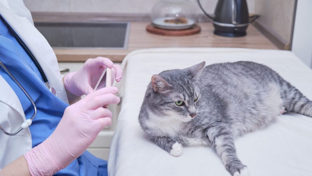 A cat lying on a table at the vet, UK cat owners will pay a fine for failing to microchip their cats