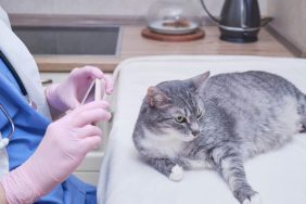 A cat lying on a table at the vet, UK cat owners will pay a fine for failing to microchip their cats