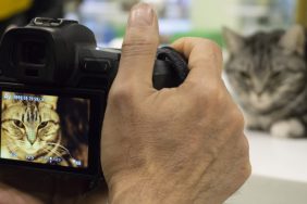 A photographer taking pictures a cat,, an animal talent agency selected a cat to serve as a target model