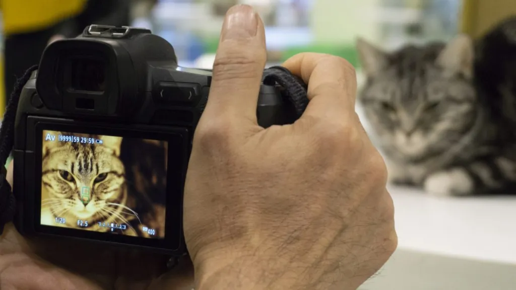 A photographer taking pictures a cat,, an animal talent agency selected a cat to serve as a target model