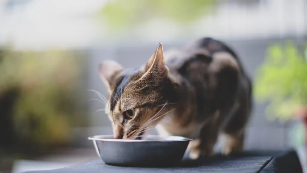 Close-up of a small cat eating from their bowl, none of Sheba's cat food is under recall