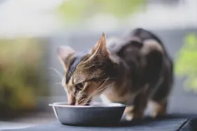 Close-up of a small cat eating from their bowl, none of Sheba's cat food is under recall