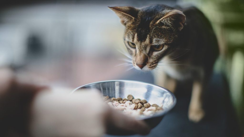A cat being served food, PetSmart Simply Nourish has not faced a recall in 2024.