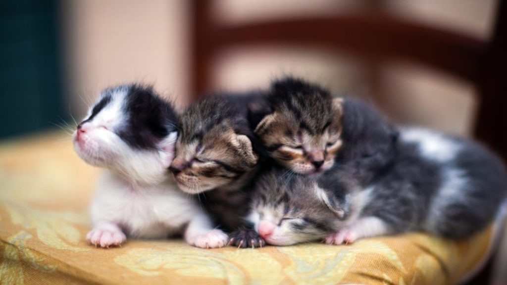 A group of kittens, a rescue team extracted a cat and her kittens from a restaurant's ceiling.