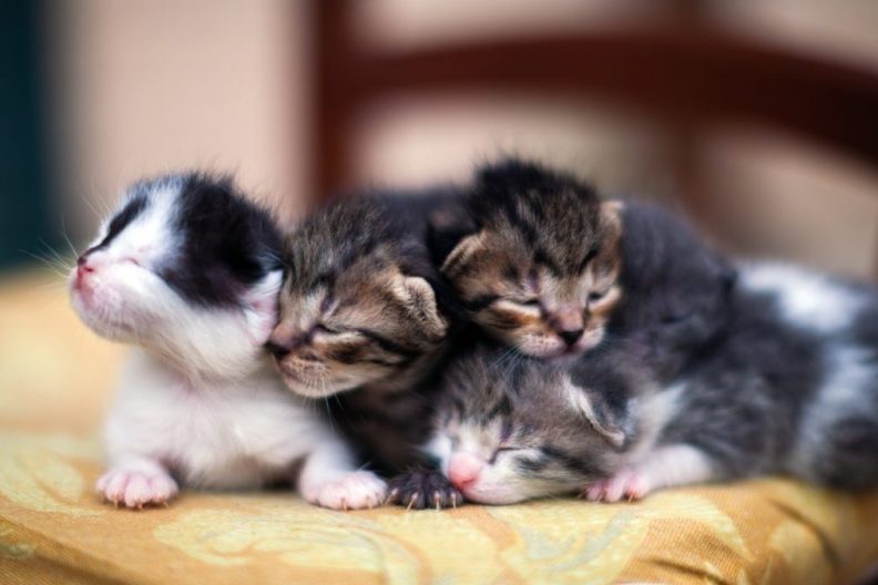 A group of kittens, a rescue team extracted a cat and her kittens from a restaurant's ceiling.
