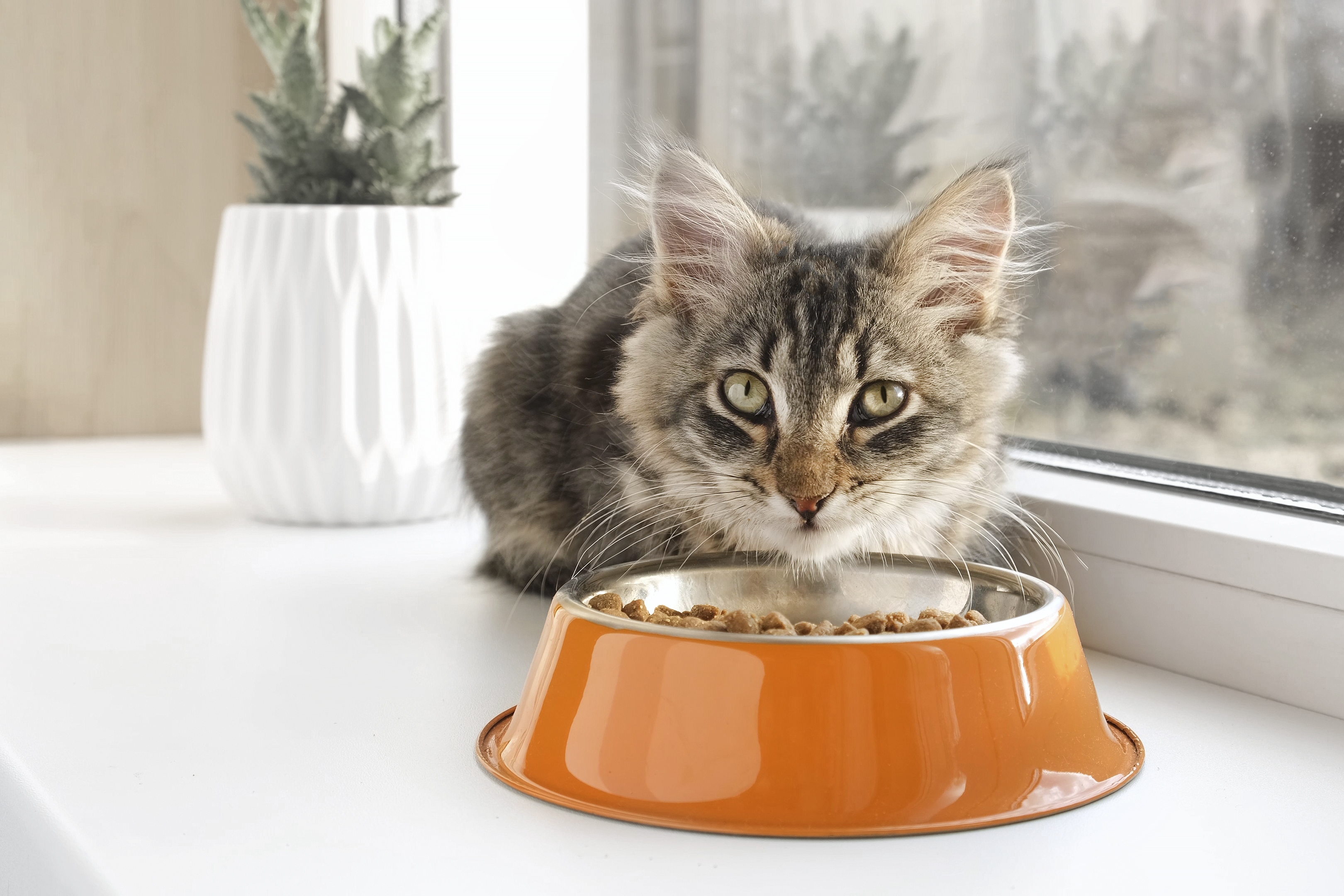 Gentle Giants Has the Cat Food Brand Issued a Recall in 2024