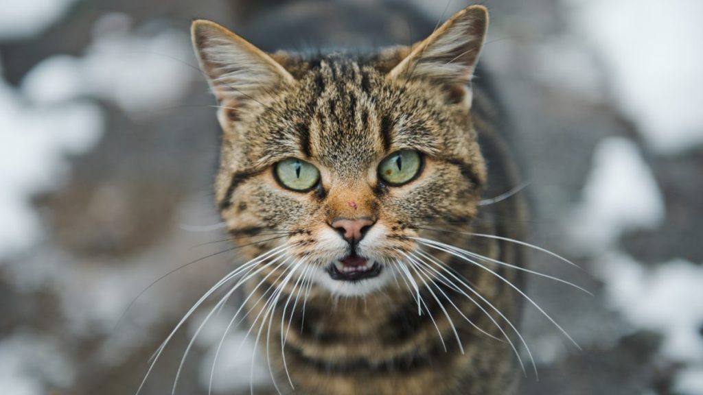 Close-up of a purebred cat, like the one targeted by cat burglars who invaded a Connecticut home