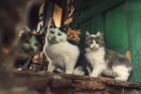 Four cats in an unsanitary home looking, the BC SPCA rescued 20 cats from an unsanitary home in Delta