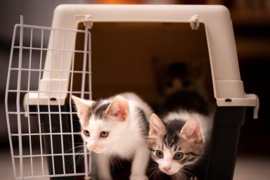 Two kittens in a carrier, like the ones who were stolen from a shelter in Florida.