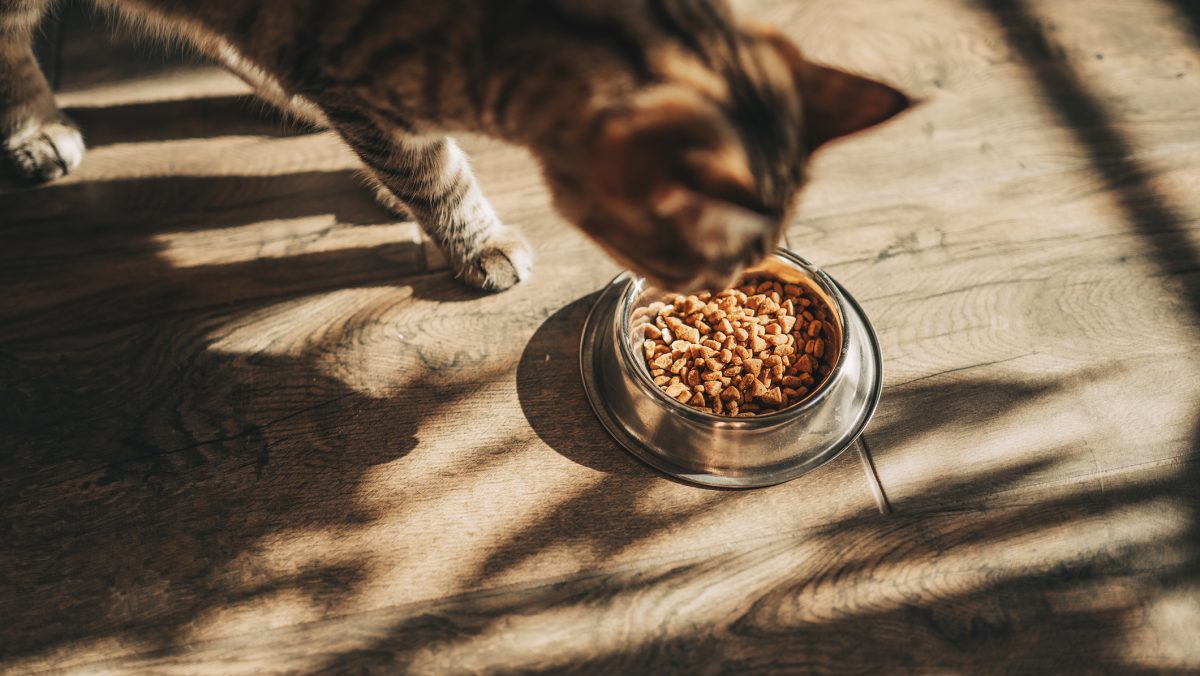 Nulo Has the Cat Food Brand Issued a Recall in 2024