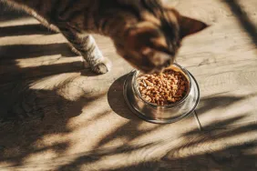 Cat eating from their metallic bowl, there's no Nulo cat food recall at the moment