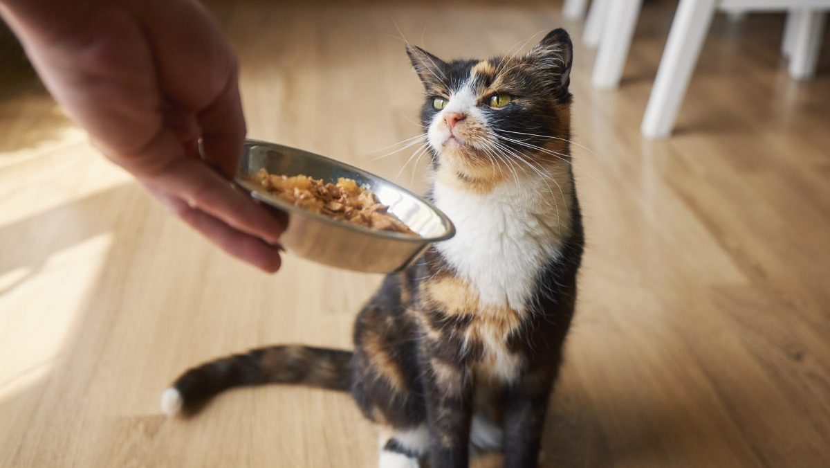 Tiny Tiger Has the Cat Food Brand Issued a Recall in 2024