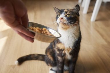 A person feeding a cat, Tiny Tiger cat food has not faced a recall in 2024.