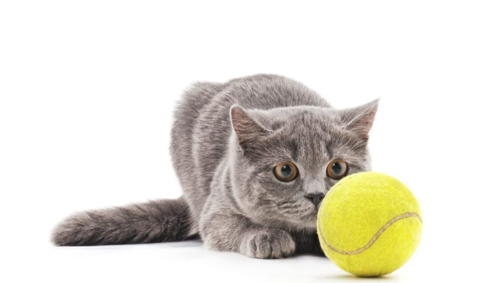 A cat with a tennis ball, similar to the cat who interrupted the tennis match between Venus Williams and Diana Schanider.