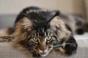 Chat Maine Coon