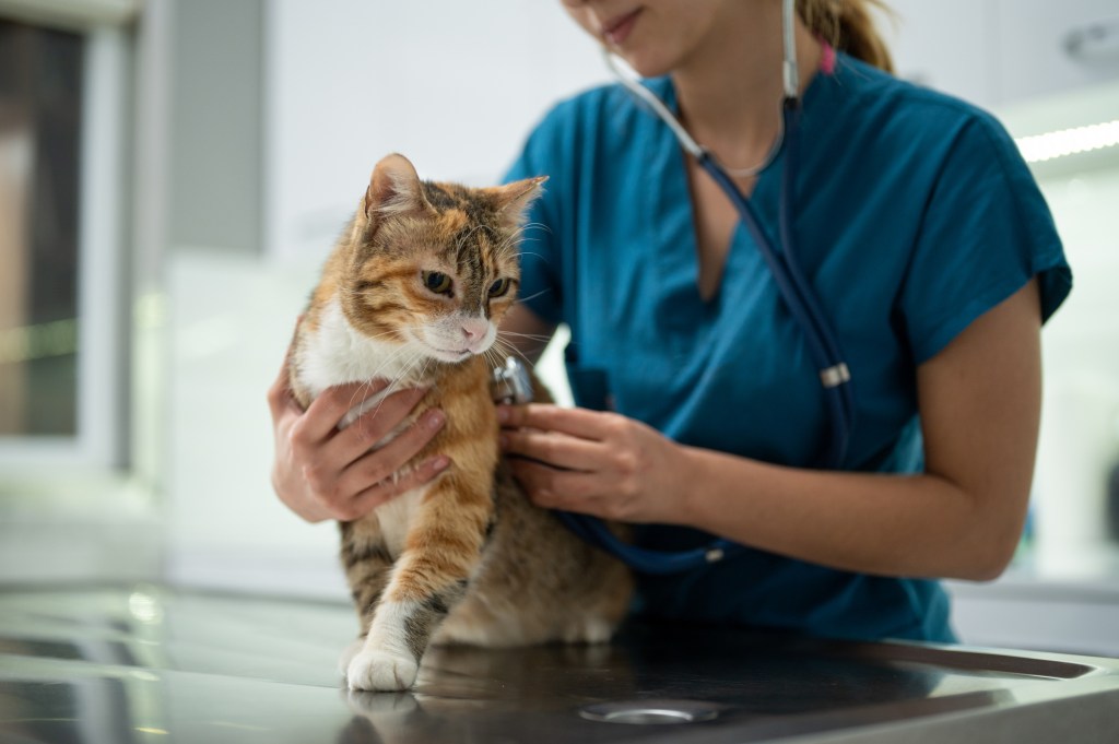 Uma jovem veterinária examinando um gato que precisa de Apoquel para alergias.