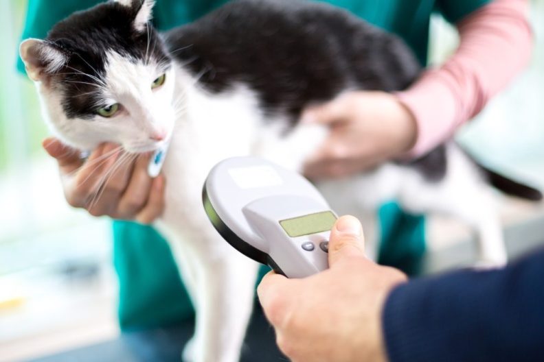 Veterinarian identifying cat by microchip implant.