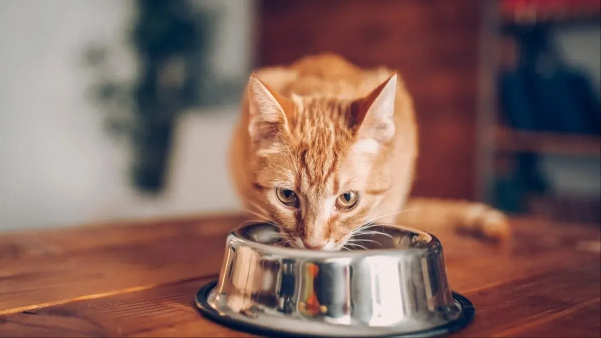 Purina Has the Cat Food Brand Issued a Recall in 2024?