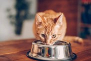 Small brown cat eating from a metallic bowl, Purina's last cat food recall happened in 2021
