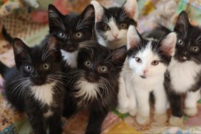Multiple cats looking into the camera, like the nearly 300 cats rehomed by the BC SPCA