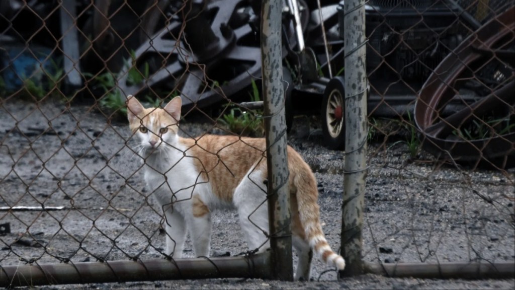 Cat standing in the junkyard.