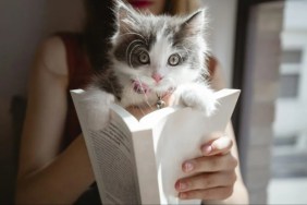 A cat inside a book, a Massachusetts library is accepting cat photos for late book fees.