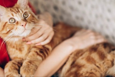 A Maine Coon cat cuddling with a woman, this breed has a friendly personality.