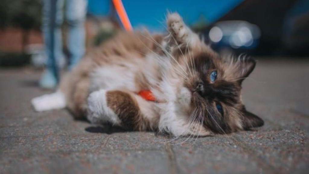 A cat on a leash, Waconia has passed a cat law requiring cat owners to put their pets on a leash when in public.