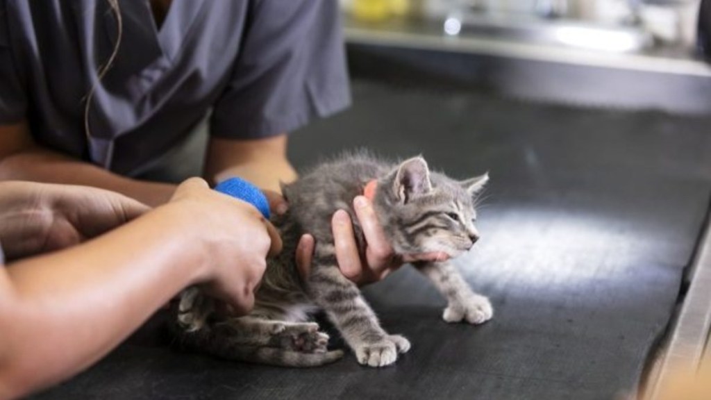 Two animal hospital staff handling an injured kitten, a duct-taped kitten was rescued from her Pennsylvania owner
