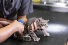 Two animal hospital staff handling an injured kitten, a duct-taped kitten was rescued from her Pennsylvania owner
