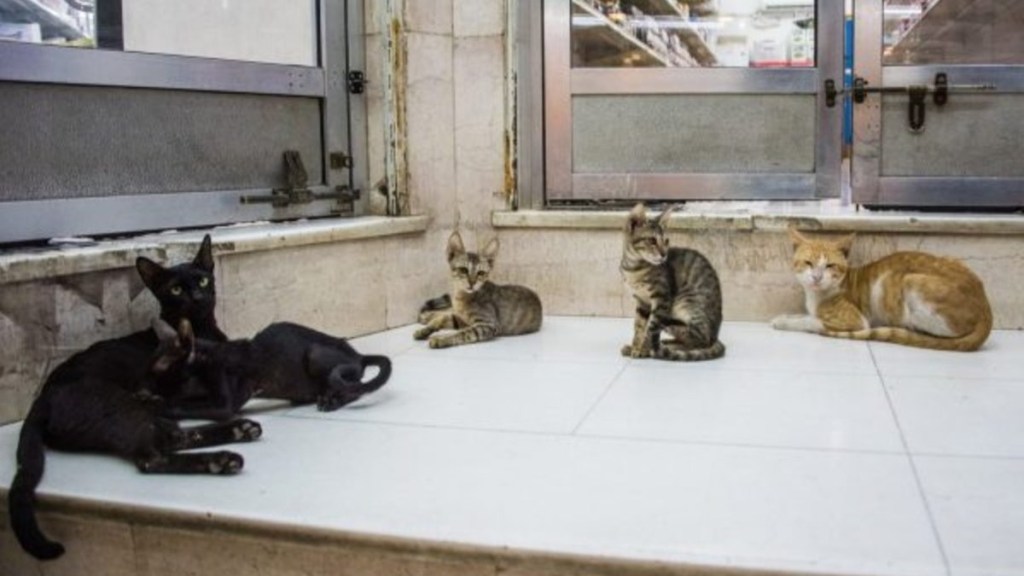 Several neglected cats lying adjacent  to a door. a French mates  has been banned from keeping pets