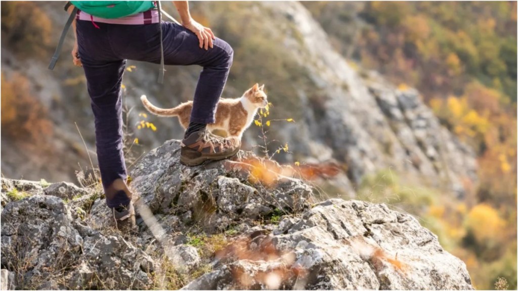 A cat standing with a hiker, like the one who got stranded on a Boulder flatiron with owner.