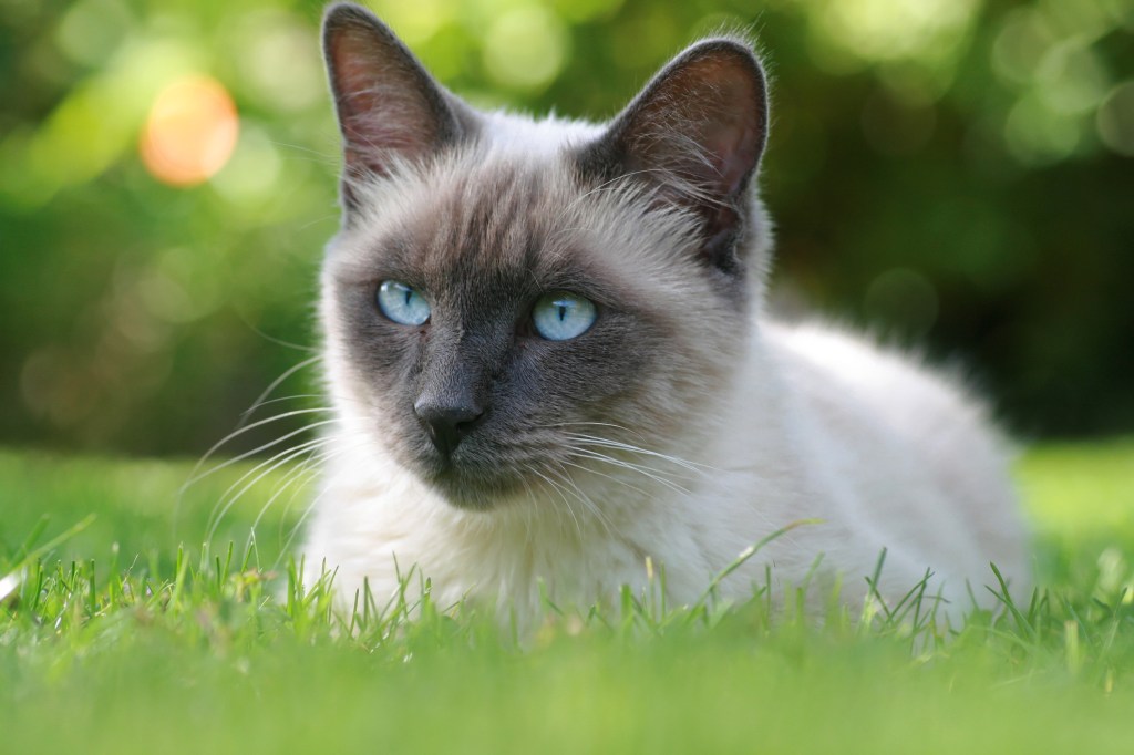 Portrait of a lilac point Siamese cat sitting in the summer grass.