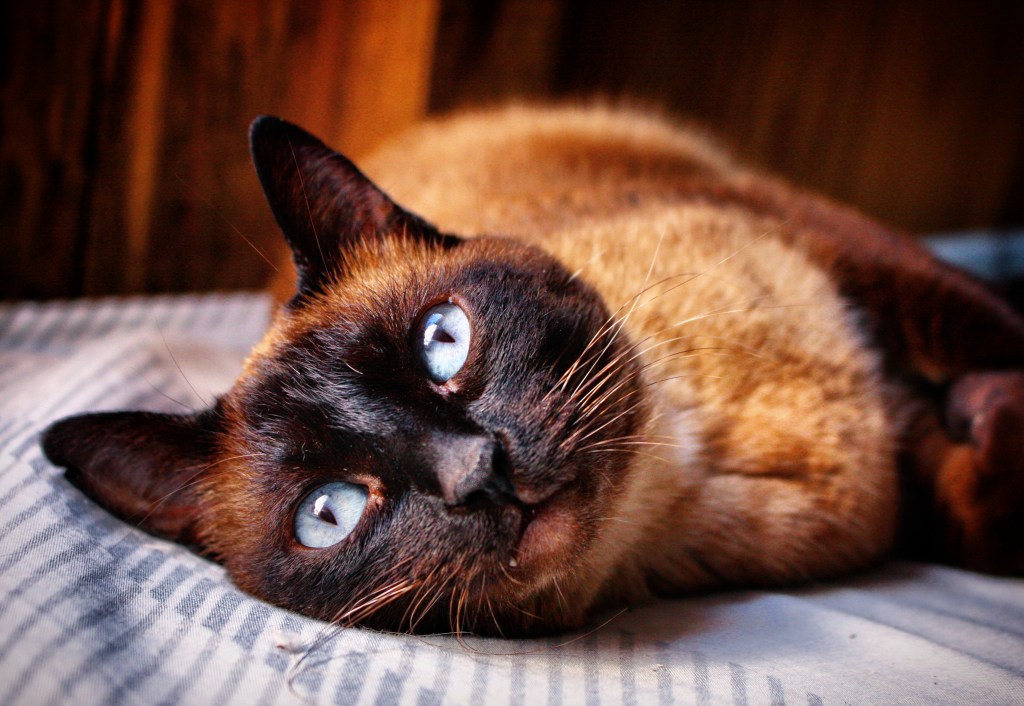 Close-up portrait of a Siamese cat lying on bed