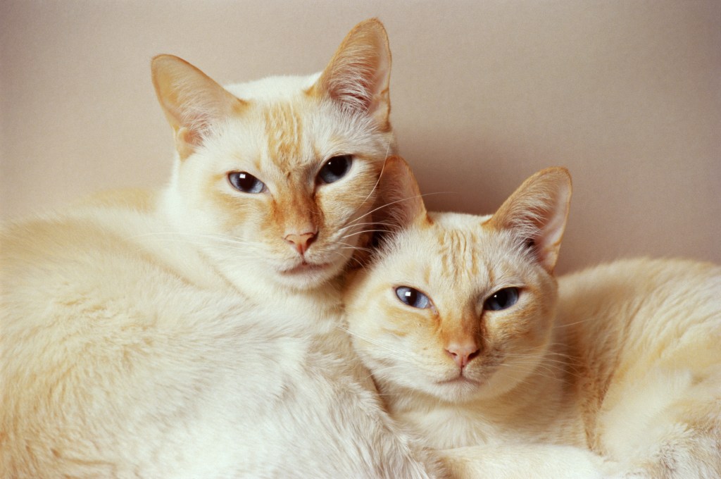 Two Flame point Siamese cats against white background, close-up