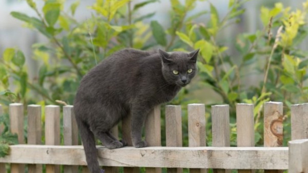 A cat on the fence, similar to the house cat who was mistaken for mountain lion in California.